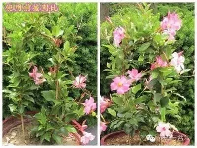 蛋殼養花太妙了,開花多又大,但很多人都用錯了方法!