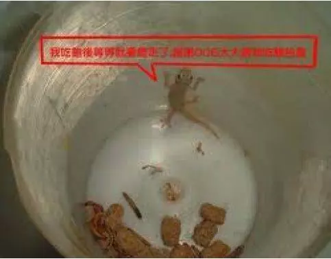 只要這幾招,你家的壁虎就會全部消失!過程不用剪刀也不殺生,太方便了!