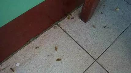 家裏有蟑螂很怕?快點學學阿婆,一根香蕉把家裏的蟑螂清光光!