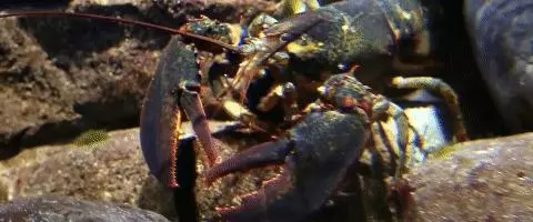 在看過這部紀錄片之前,我真的以為這些飲食常識是對的