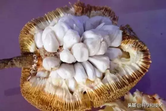 東南亞9大奇葩水果,第3個在中國最受歡迎!