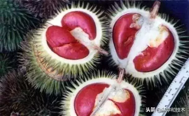 東南亞9大奇葩水果,第3個在中國最受歡迎!