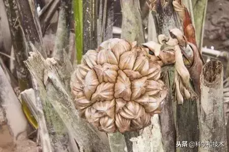 東南亞9大奇葩水果,第3個在中國最受歡迎!
