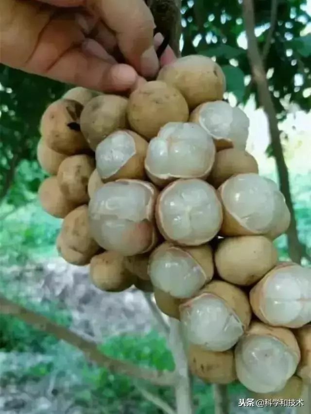 東南亞9大奇葩水果,第3個在中國最受歡迎!
