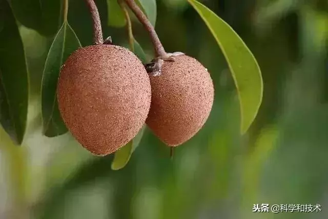 東南亞9大奇葩水果,第3個在中國最受歡迎!