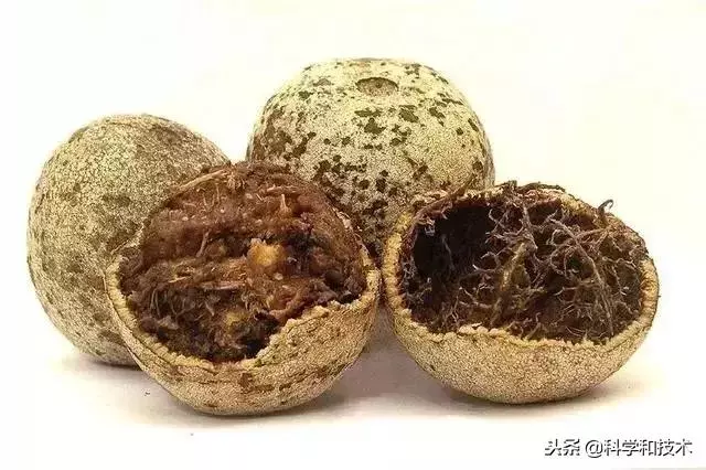 東南亞9大奇葩水果,第3個在中國最受歡迎!