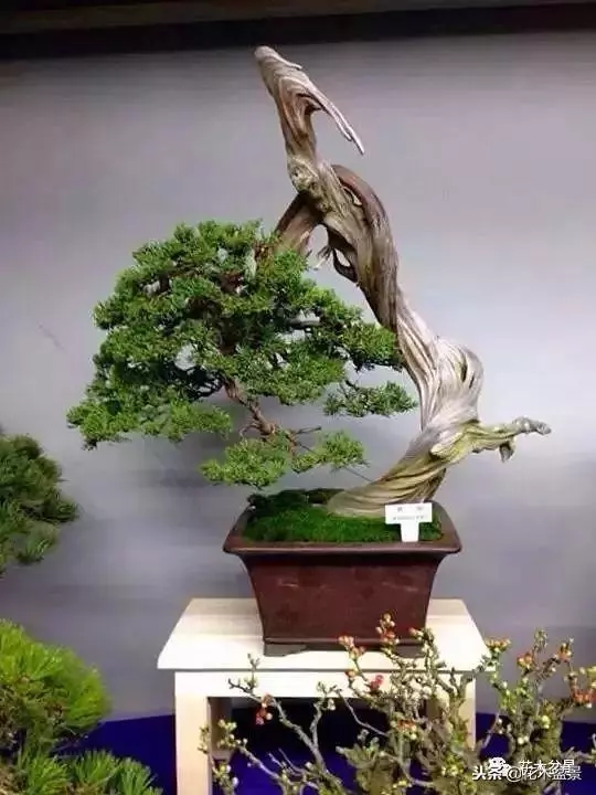 他的手點石成金,能化腐朽為神奇