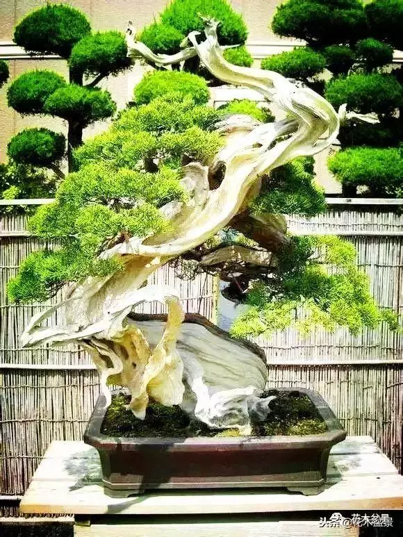 他的手點石成金,能化腐朽為神奇