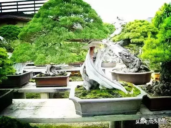 他的手點石成金,能化腐朽為神奇