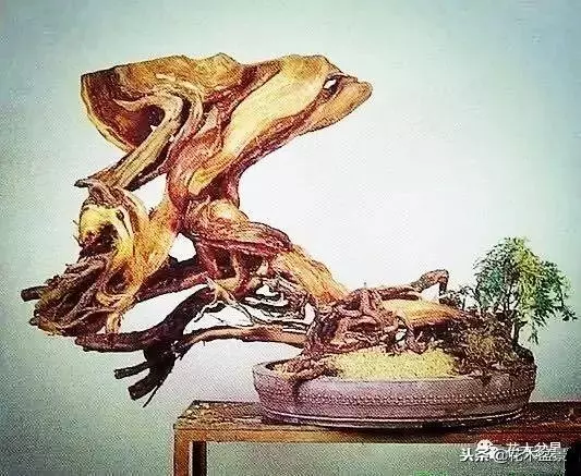 他的手點石成金,能化腐朽為神奇