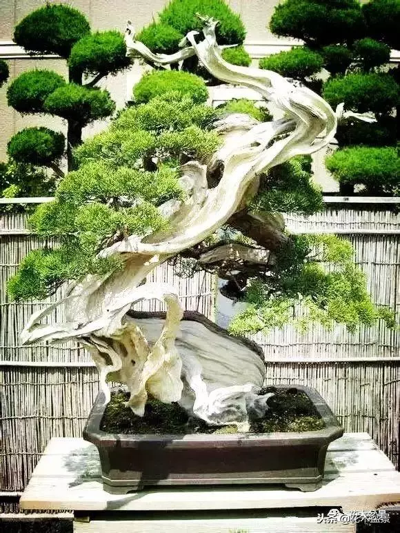他的手點石成金,能化腐朽為神奇