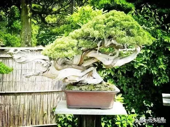 他的手點石成金,能化腐朽為神奇