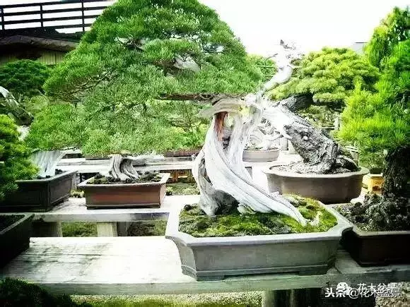 他的手點石成金,能化腐朽為神奇