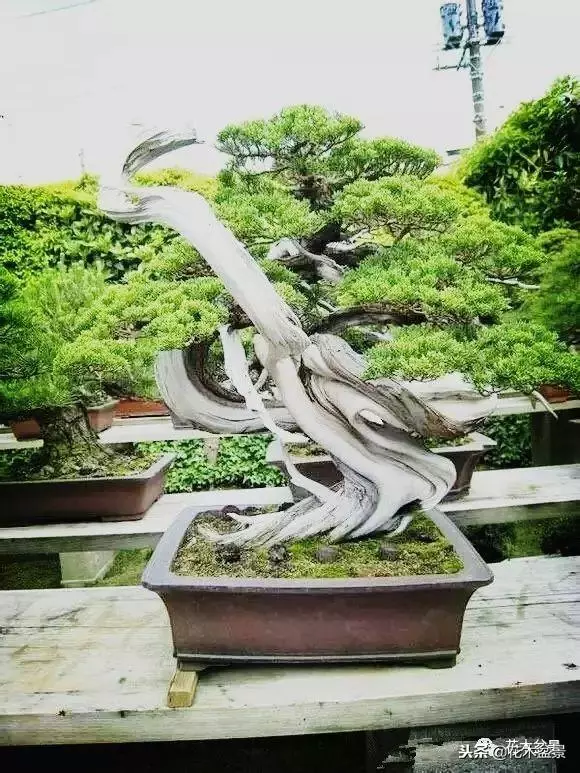 他的手點石成金,能化腐朽為神奇