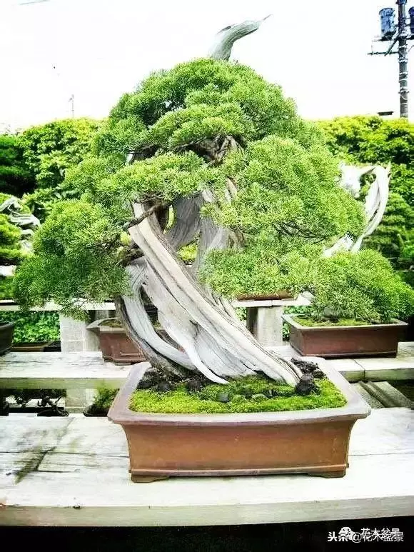 他的手點石成金,能化腐朽為神奇