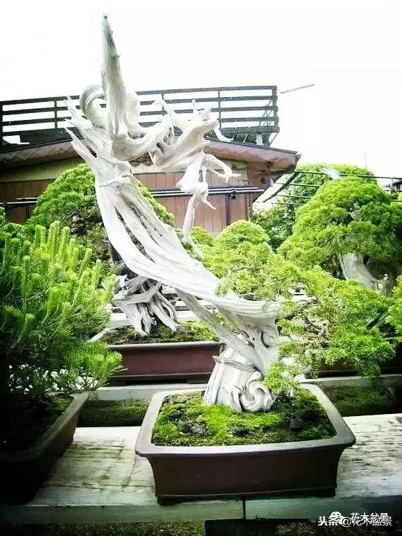 他的手點石成金,能化腐朽為神奇