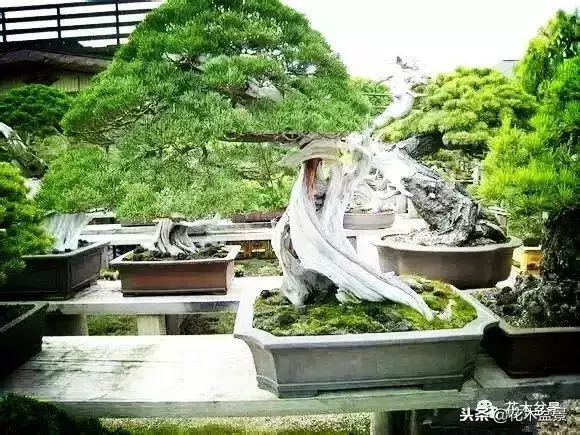 他的手點石成金,能化腐朽為神奇