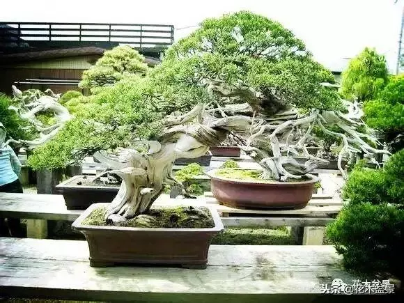 他的手點石成金,能化腐朽為神奇