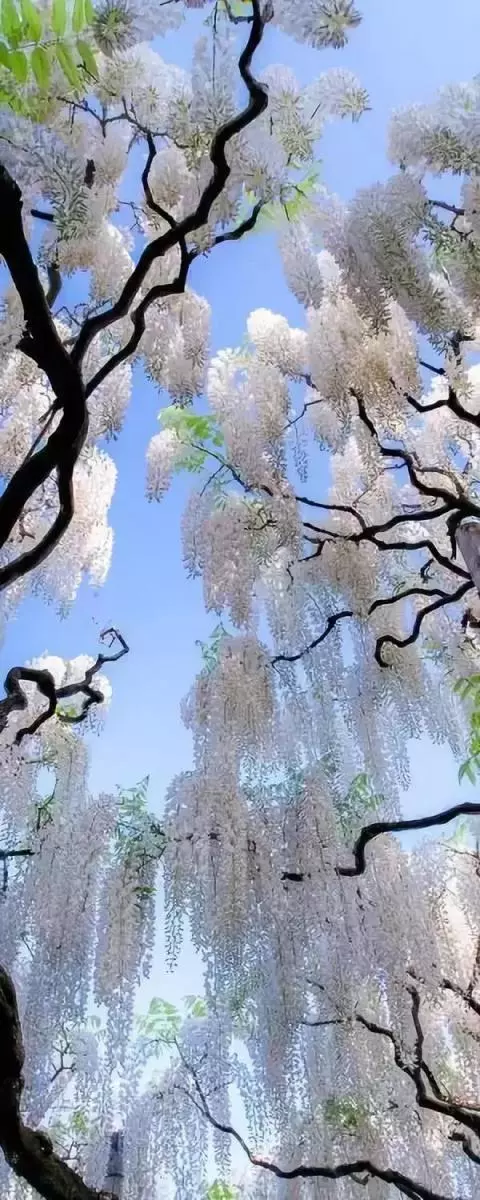 50張最新絕世美景照,太太太美了!