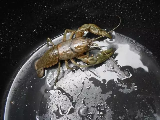 不敢相信,這組超現實照片竟然不是PS出來的