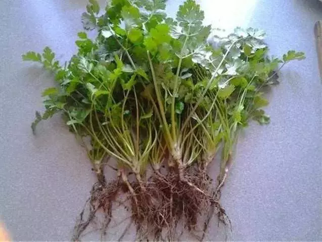 用香菜煮水喝,功效非常多,大人小孩都能喝