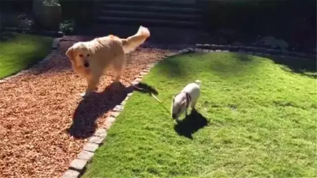金毛成為小豬保姆,每日細心照顧寵物豬,被戲稱為牧豬犬