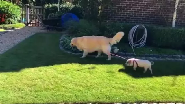金毛成為小豬保姆,每日細心照顧寵物豬,被戲稱為牧豬犬
