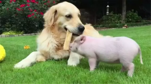 金毛成為小豬保姆,每日細心照顧寵物豬,被戲稱為牧豬犬