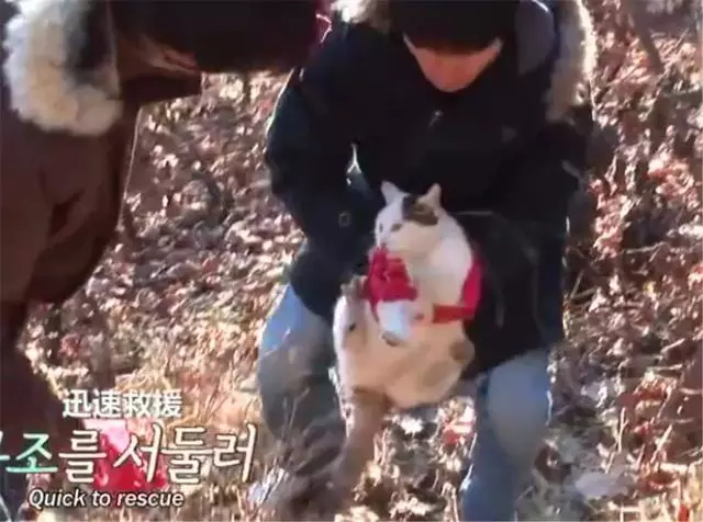 流浪貓堅守在山上等待主人,被當孕貓救助後,才知大肚子都是肥肉