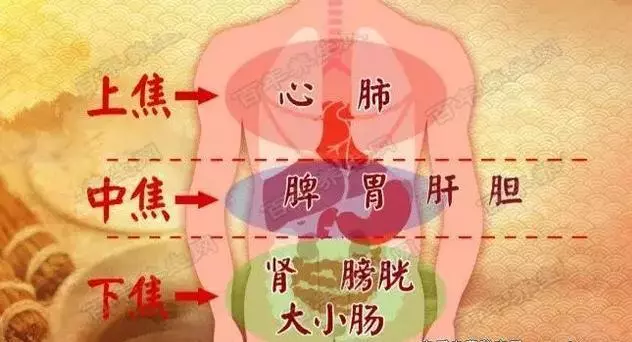 三焦在哪裡?有什麼用?收了吧!