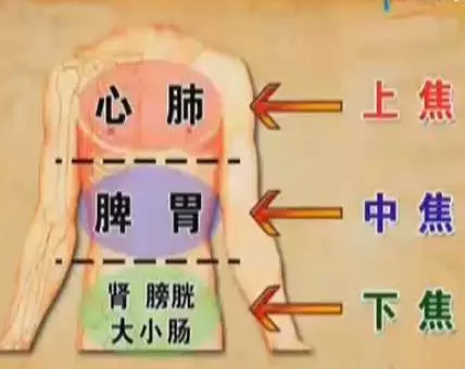 三焦在哪裡?有什麼用?收了吧!