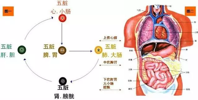 三焦在哪裡?有什麼用?收了吧!