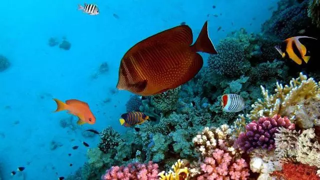 人口數量在這些生物數量面前不算什麼,它們才是地球最原始的生命