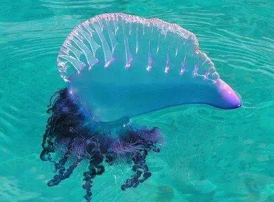 人口數量在這些生物數量面前不算什麼,它們才是地球最原始的生命