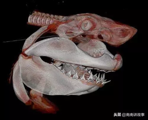 巨齒鯊被開膛破肚都還不死!原來弱點在眼睛,史前巨獸太可怕了!