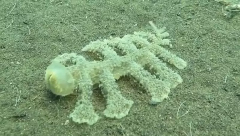 會動的雞排?海底驚現「超詭異條狀物」神似外星生物 專家:牠們顏色其實很鮮艷