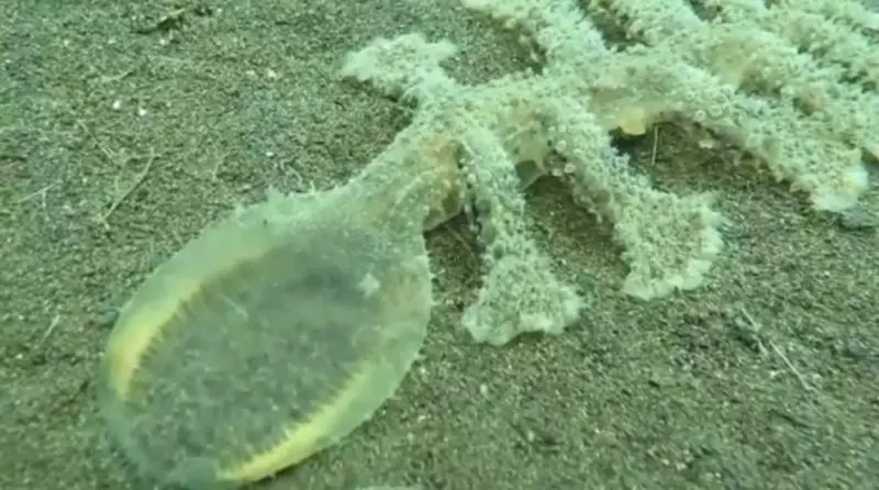 會動的雞排?海底驚現「超詭異條狀物」神似外星生物 專家:牠們顏色其實很鮮艷