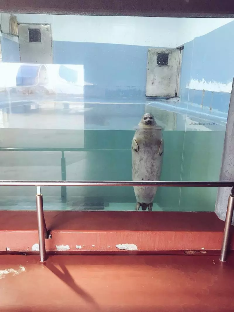 水族館驚見「鬼修女海豹」太陰森 近拍突然自轉圈圈:偶還是萌萌的~