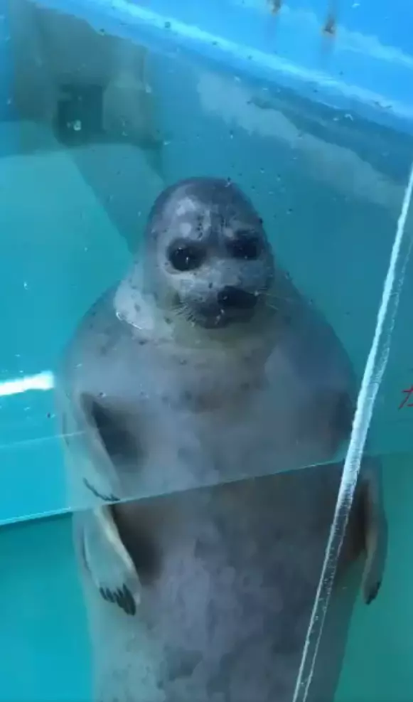 水族館驚見「鬼修女海豹」太陰森 近拍突然自轉圈圈:偶還是萌萌的~