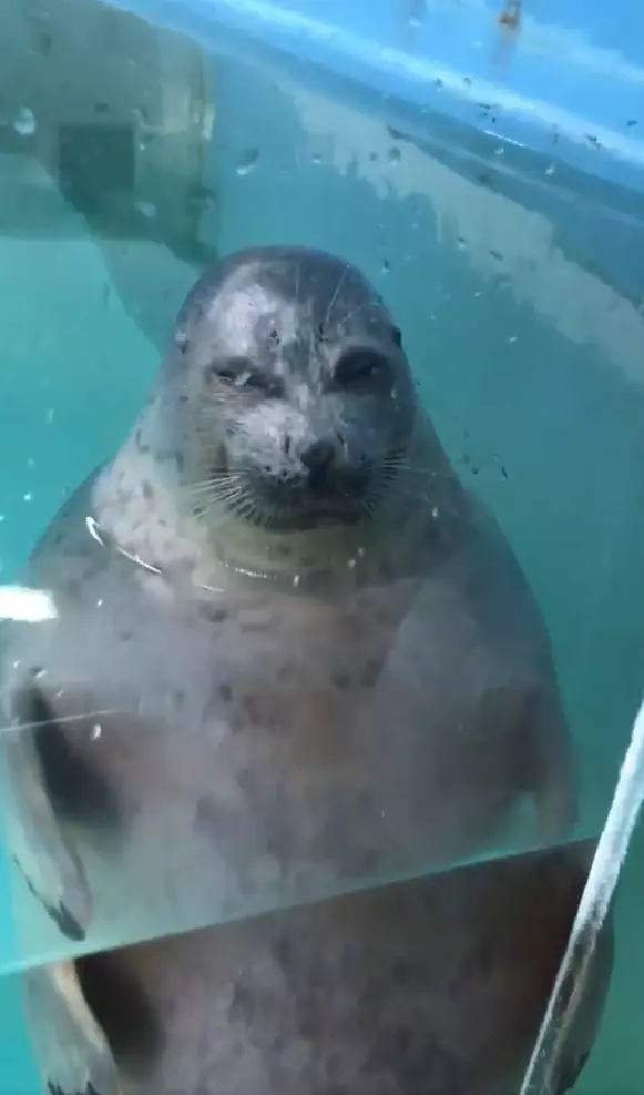 水族館驚見「鬼修女海豹」太陰森 近拍突然自轉圈圈:偶還是萌萌的~