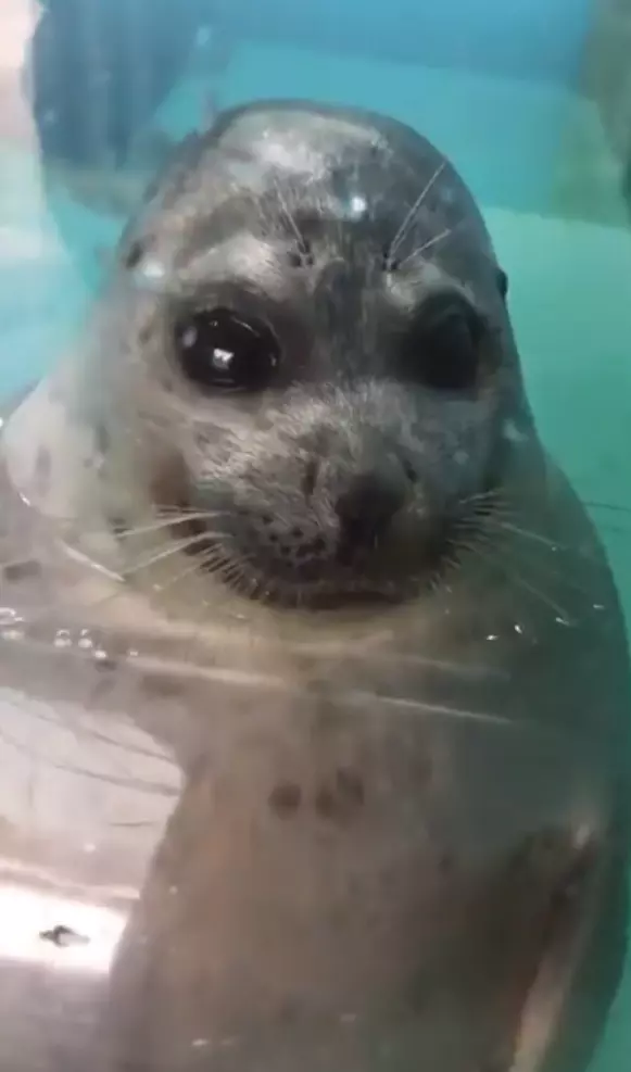 水族館驚見「鬼修女海豹」太陰森 近拍突然自轉圈圈:偶還是萌萌的~