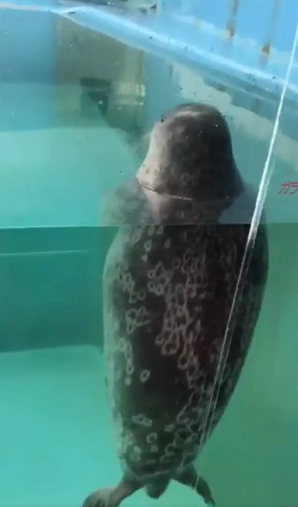 水族館驚見「鬼修女海豹」太陰森 近拍突然自轉圈圈:偶還是萌萌的~