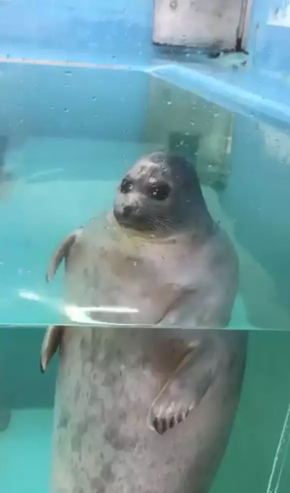 水族館驚見「鬼修女海豹」太陰森 近拍突然自轉圈圈:偶還是萌萌的~