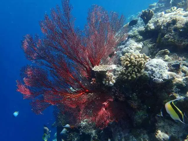 帛琉真的是人生必須的旅行地之一,相機拍不出它萬分之一的美麗!