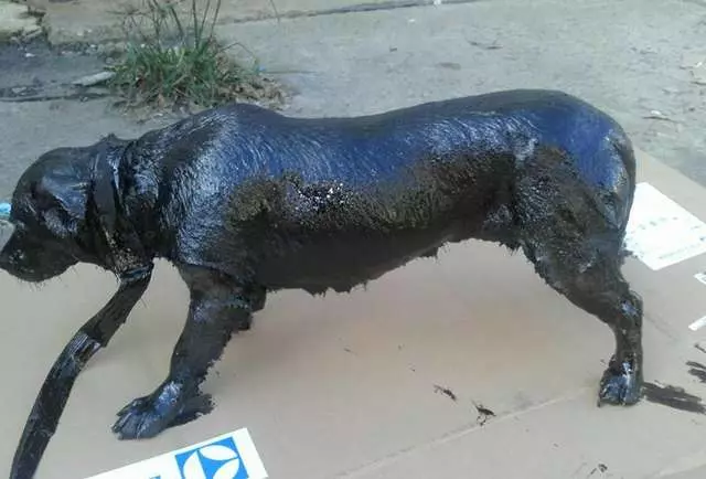 街頭驚見「全身都是瀝青」的浪浪 好心人忍住淚水:我們來救你了