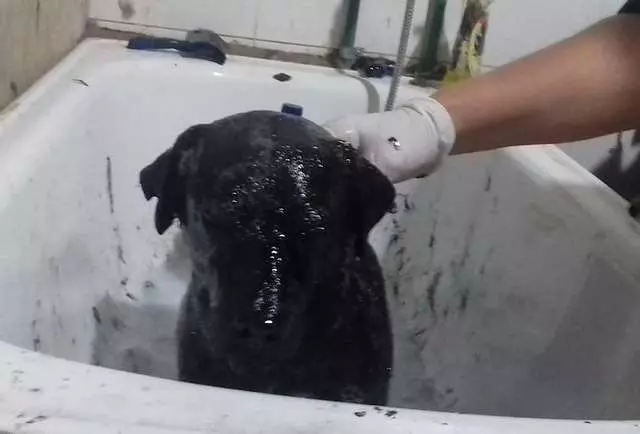 街頭驚見「全身都是瀝青」的浪浪 好心人忍住淚水:我們來救你了