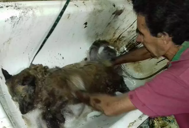街頭驚見「全身都是瀝青」的浪浪 好心人忍住淚水:我們來救你了