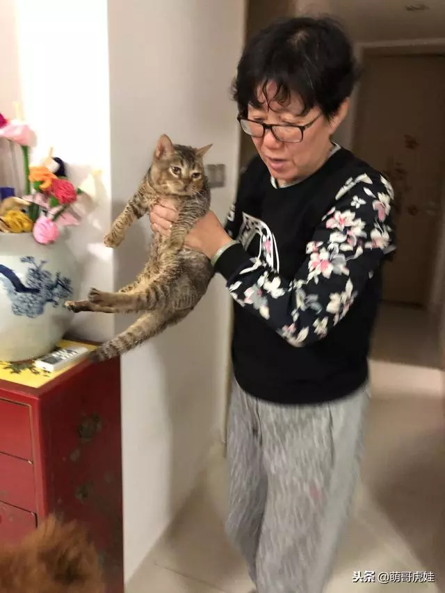 小主子來借住「偶不准」~大汪汪「怒拍桌抗議」:哪裡來的貓!