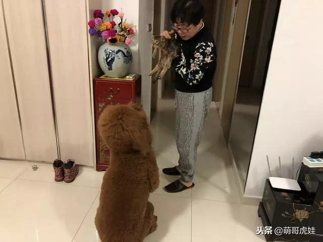 小主子來借住「偶不准」~大汪汪「怒拍桌抗議」:哪裡來的貓!