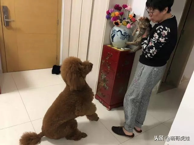 小主子來借住「偶不准」~大汪汪「怒拍桌抗議」:哪裡來的貓!